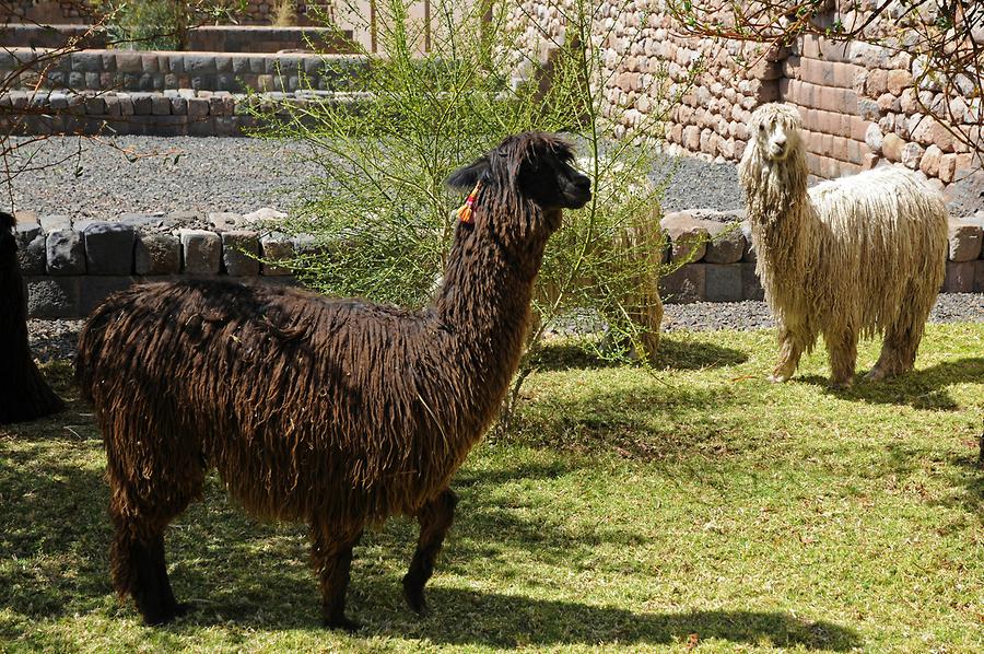 Llama