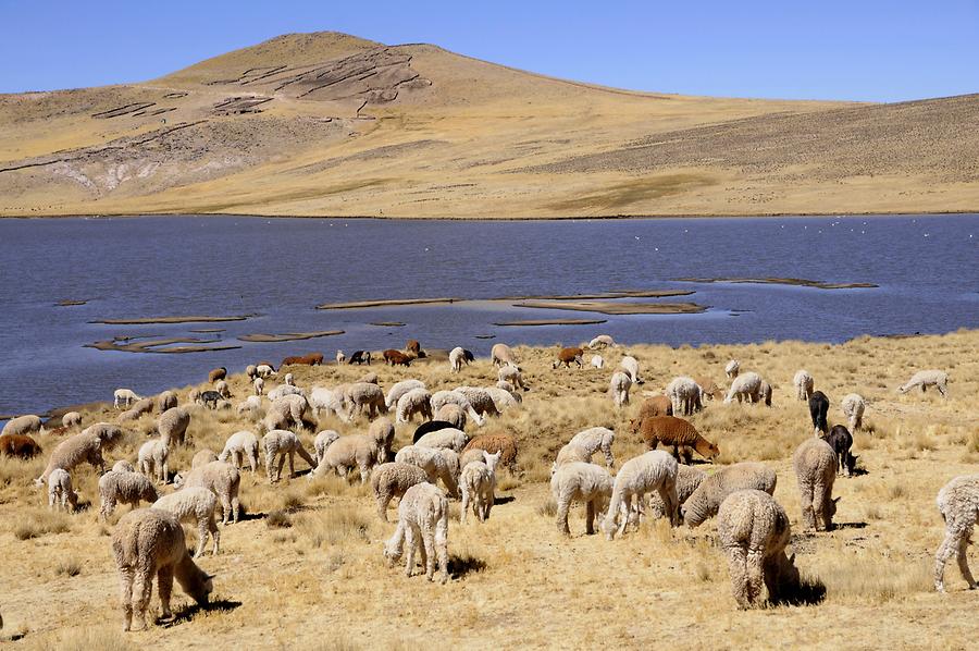 Altiplano - Laguna Lagunillas