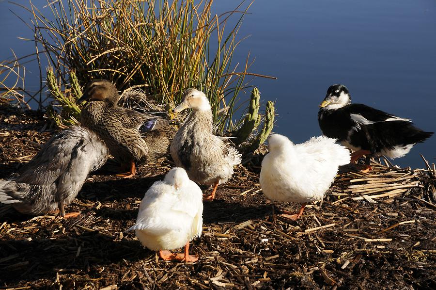 Uru Settlement - Ducks