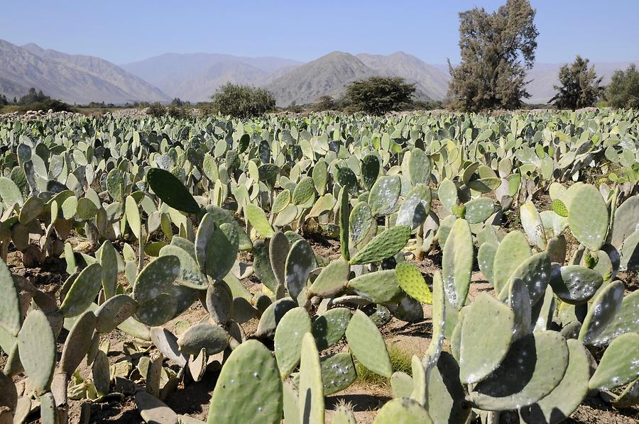 Cochineal Scale Farm