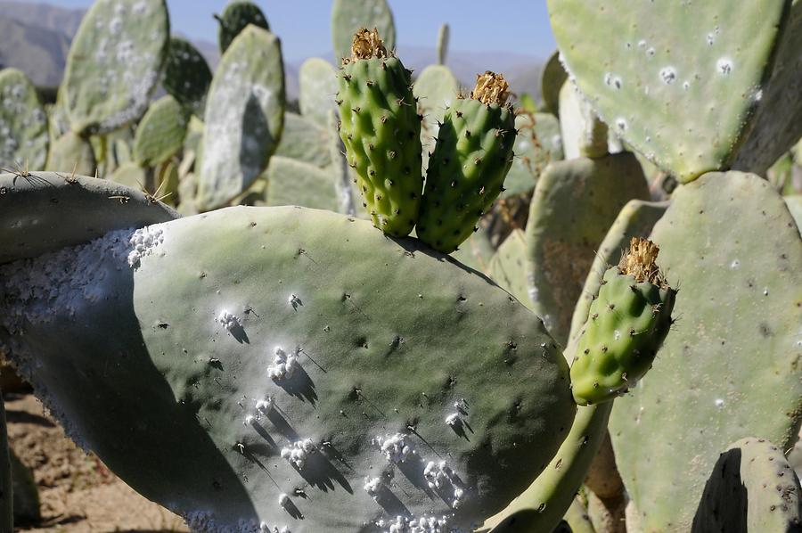 Cochineal Scale Farm