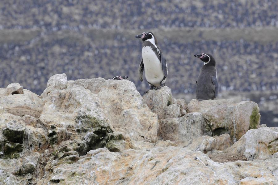 Islas Ballestas - Humboldt Penguin Islas Ballestas - Humboldt Penguin