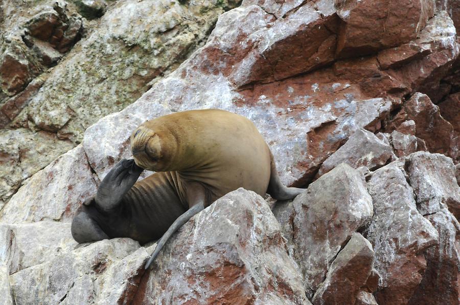 Islas Ballestas - Sea Lions