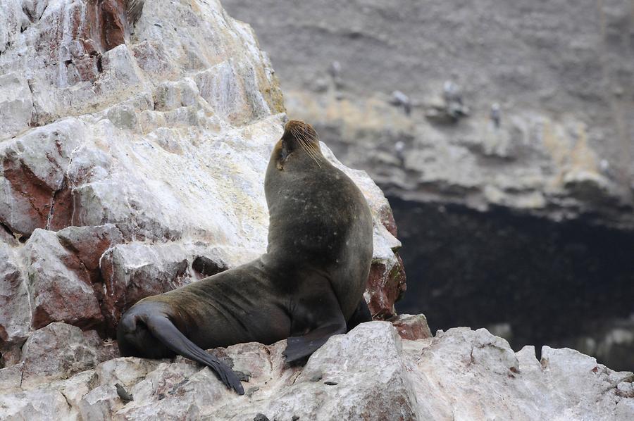 Islas Ballestas - Sea Lions