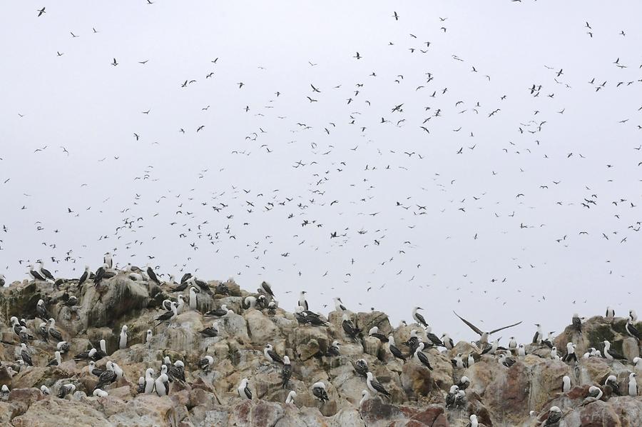 Islas Ballestas