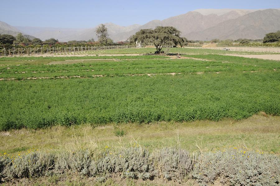 Nazca - Agriculture
