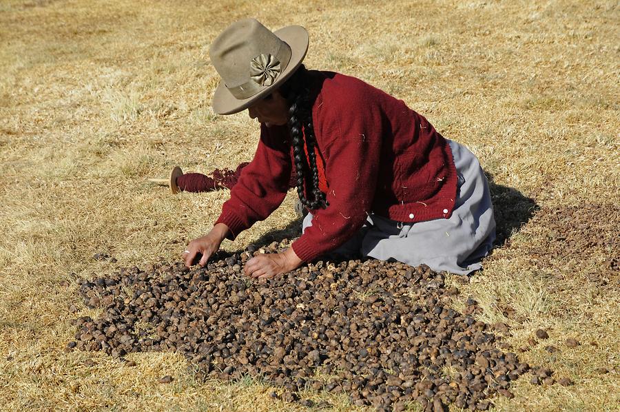 Chinchero - Terraces; Potato Harvest