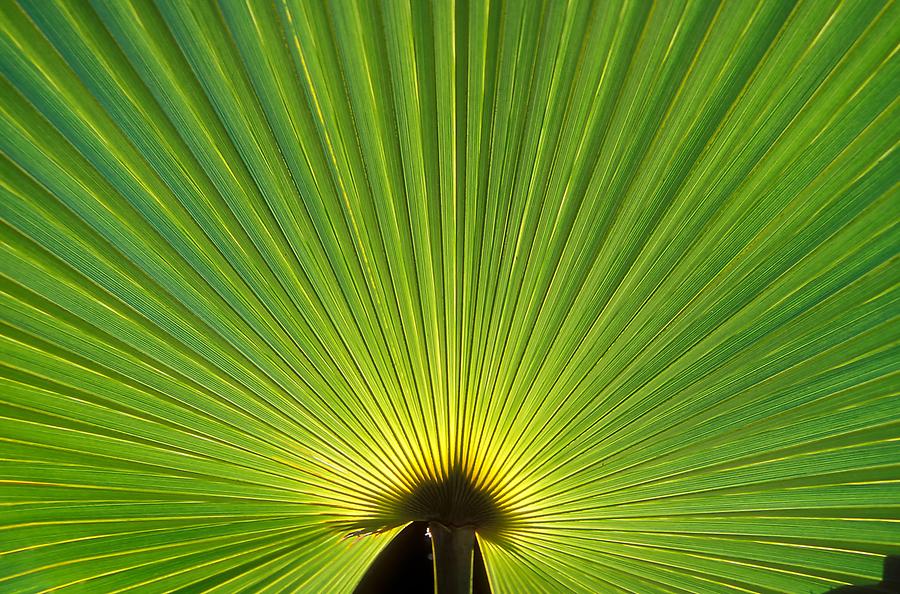 Mamiku Gardens - Exotic Leaf