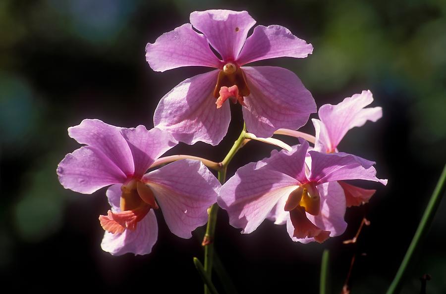 Mamiku Gardens - Orchid