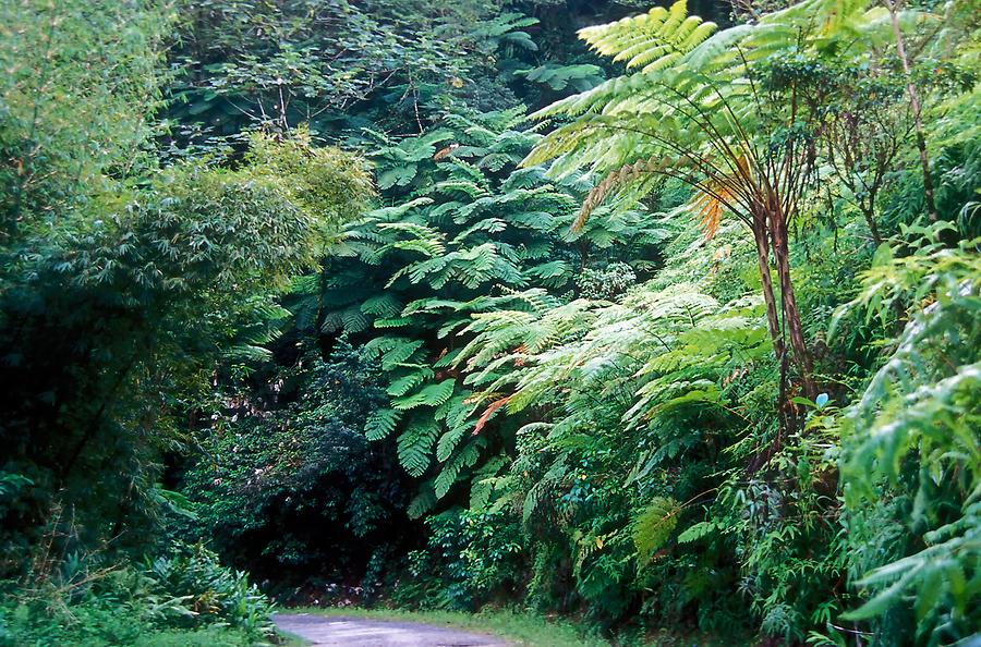 Tree Ferns