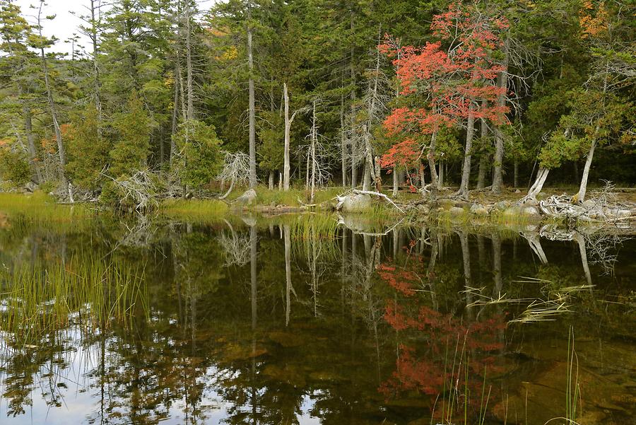 Acadia National Park - Seal Cove Pond