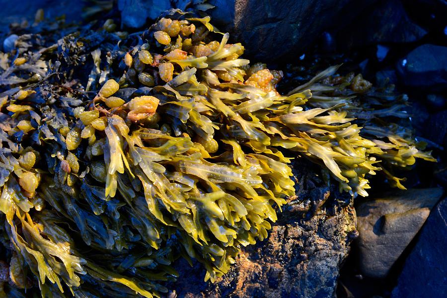 Frenchman Bay - Seaweed