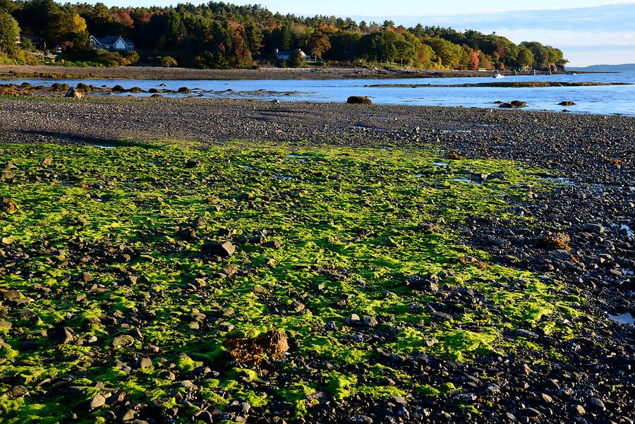 Frenchman Bay