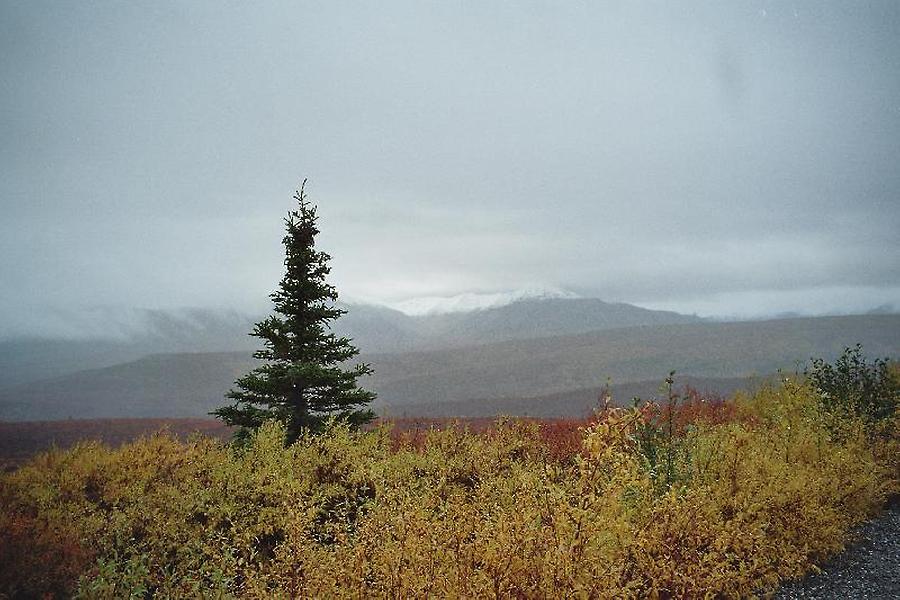 Denali Park, Photo: H. Maurer, 2005