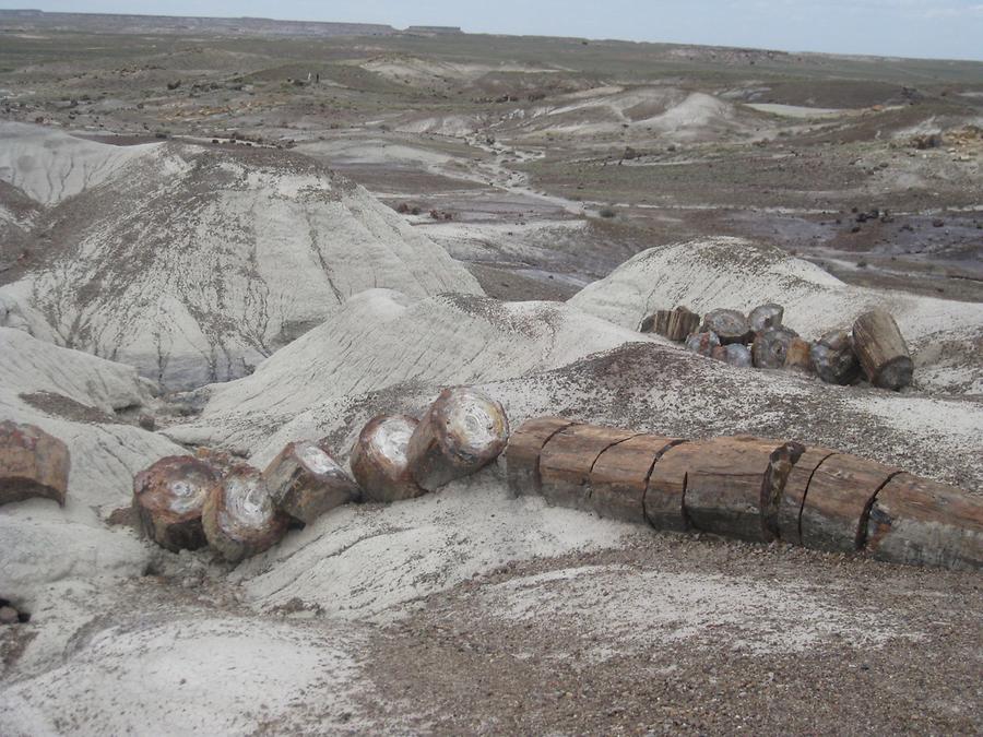 Petrified Forest Painted Desert National Park