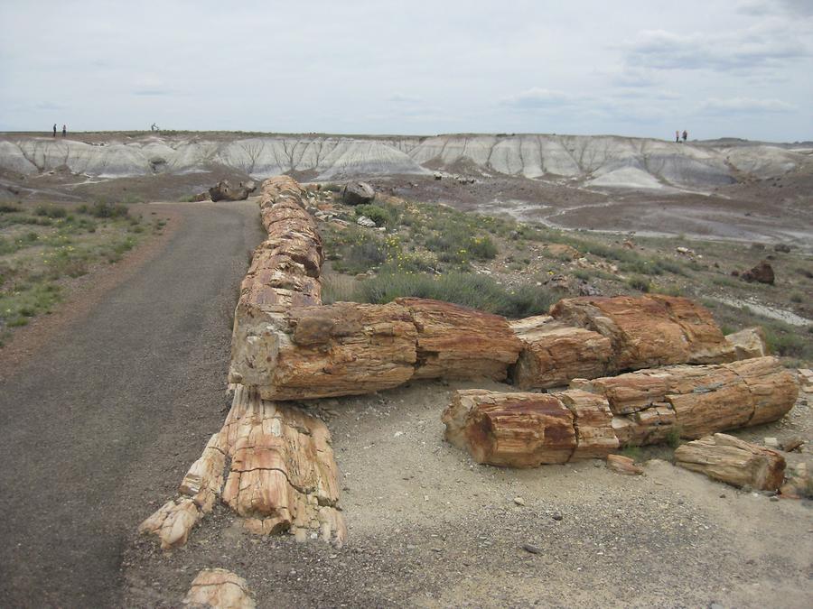 Petrified Forest Painted Desert National Park