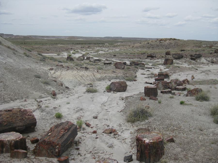 Petrified Forest Painted Desert National Park