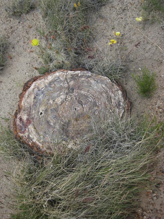 Petrified Forest Painted Desert National Park