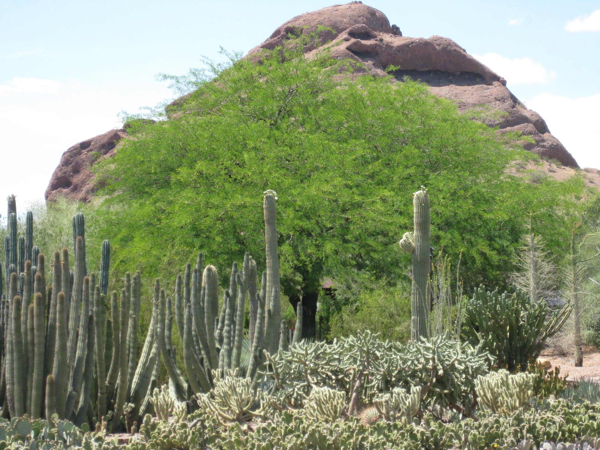 Phoenix Desert Botanical Garden 1 Arizona 2 Geography Im