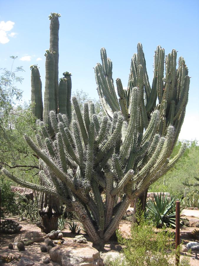 Phoenix Desert Botanical Garden