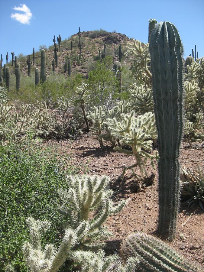 Phoenix Desert Botanical Garden