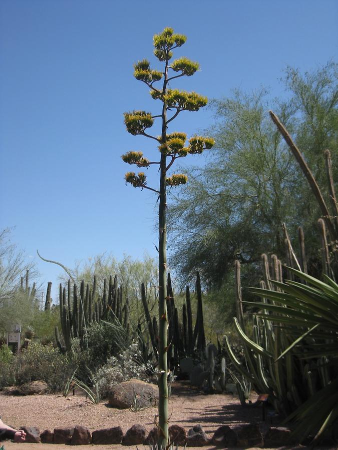 Phoenix Desert Botanical Garden