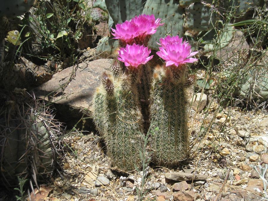 Saguaro National Park