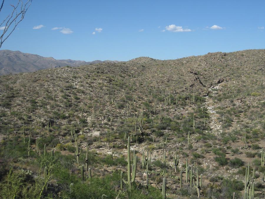 Saguaro National Park