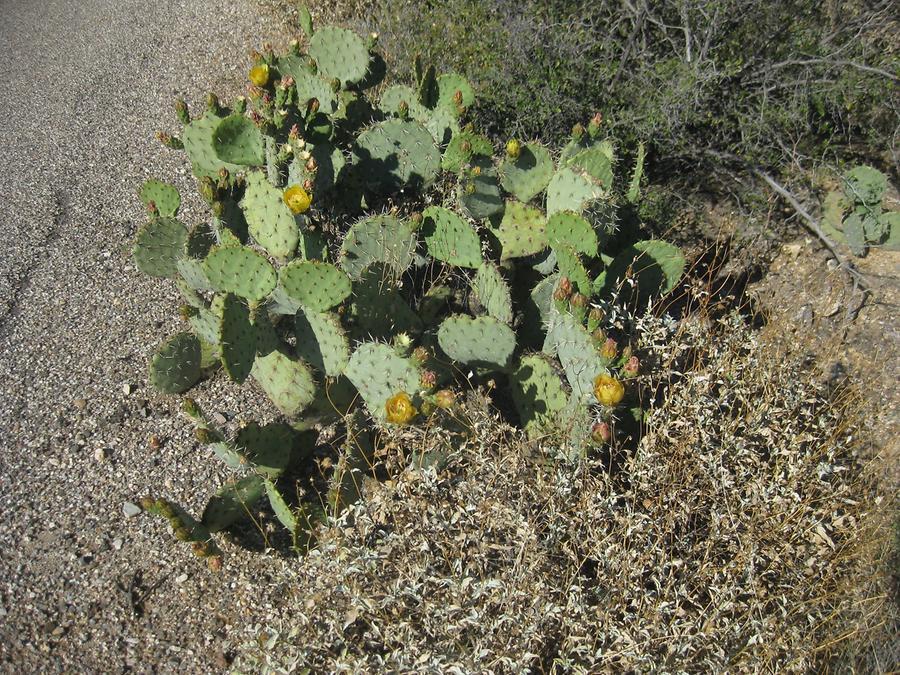 Saguaro National Park