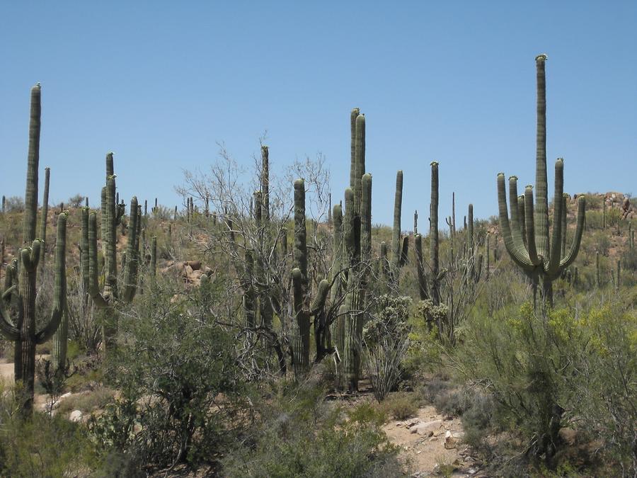 Saguaro National Park