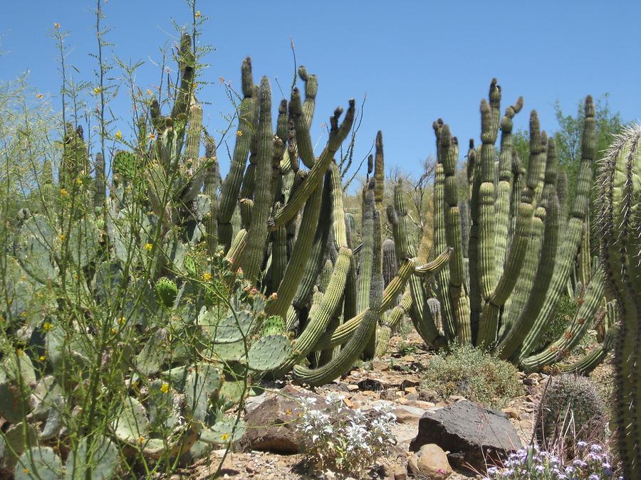 Tucson Arizona-Sonora Desert Museum