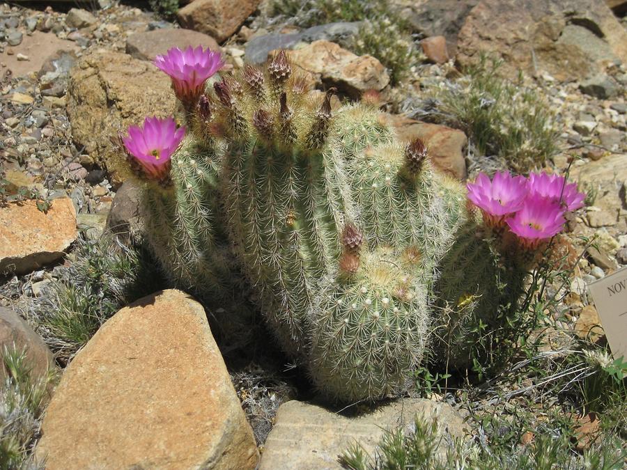 Tucson Arizona-Sonora Desert Museum