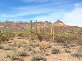 Organ Pipe NM (1)