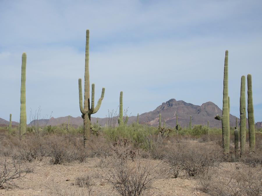 Organ Pipe National Monumnet