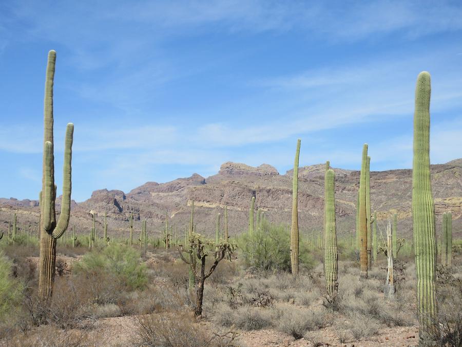 Organ Pipe National Monumnet