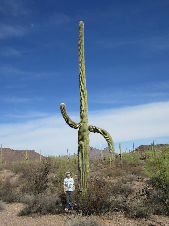 Organ Pipe National Monumnet