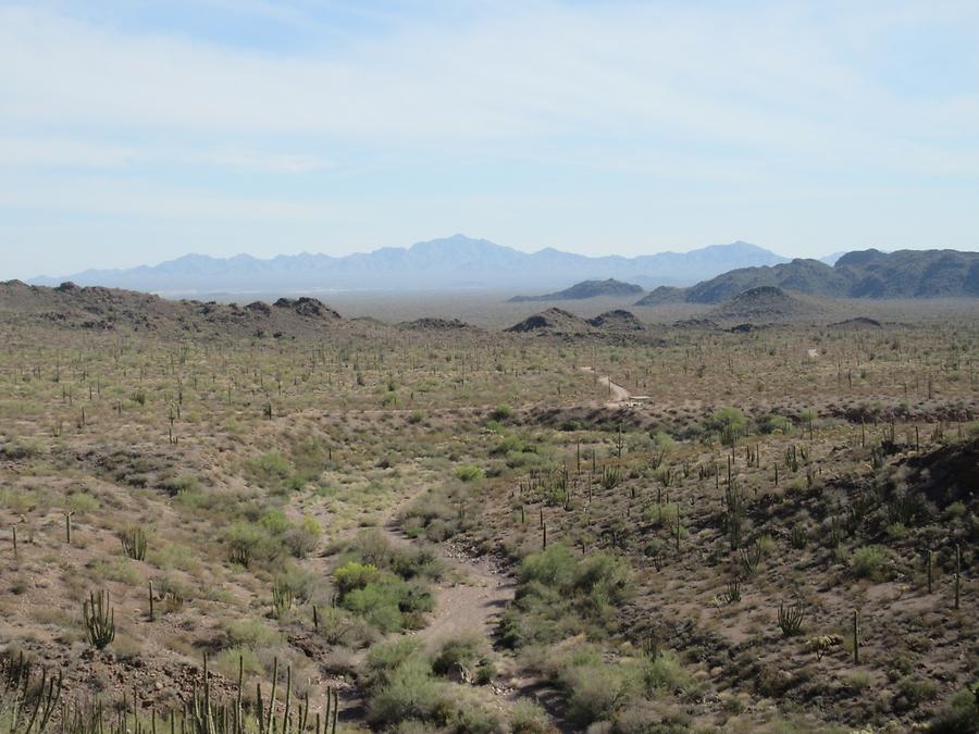 Organ Pipe National Monumnet