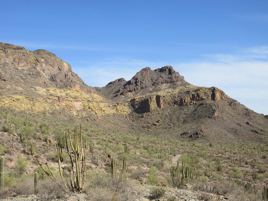 Organ Pipe National Monumnet