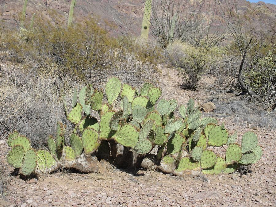 Organ Pipe National Monumnet