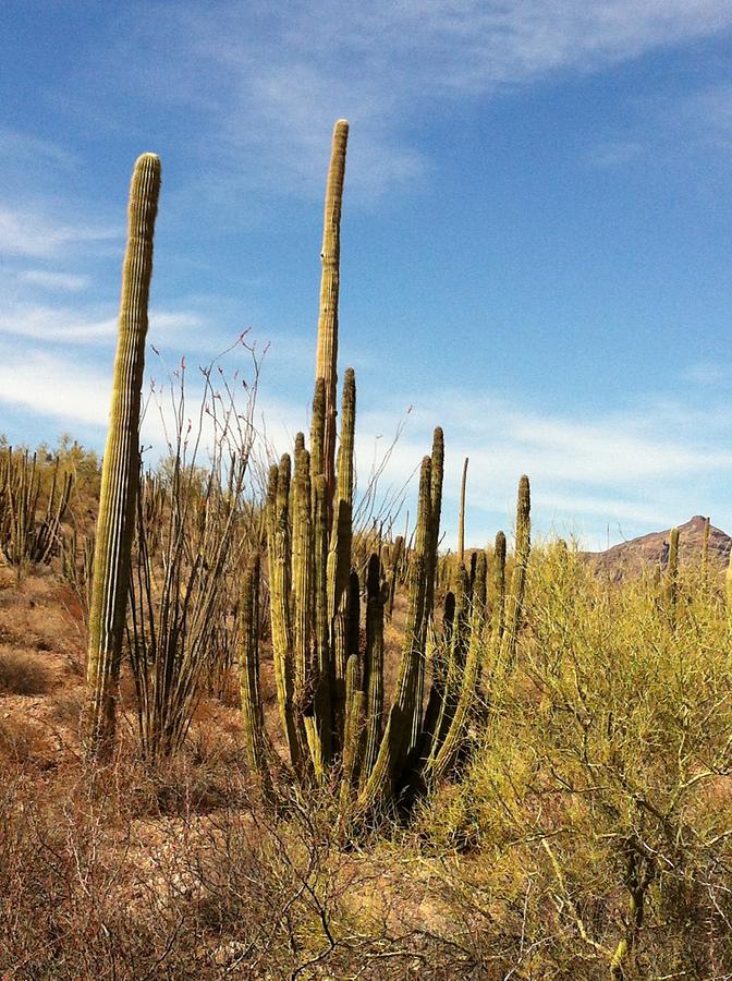 Organ Pipe National Monumnet