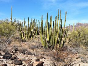 Organ Pipe NM (3)