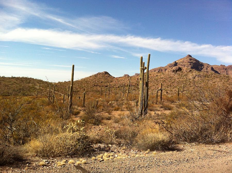 Organ Pipe National Monumnet