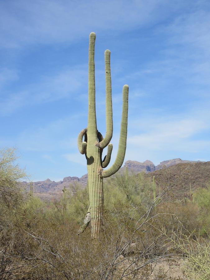 Organ Pipe National Monumnet