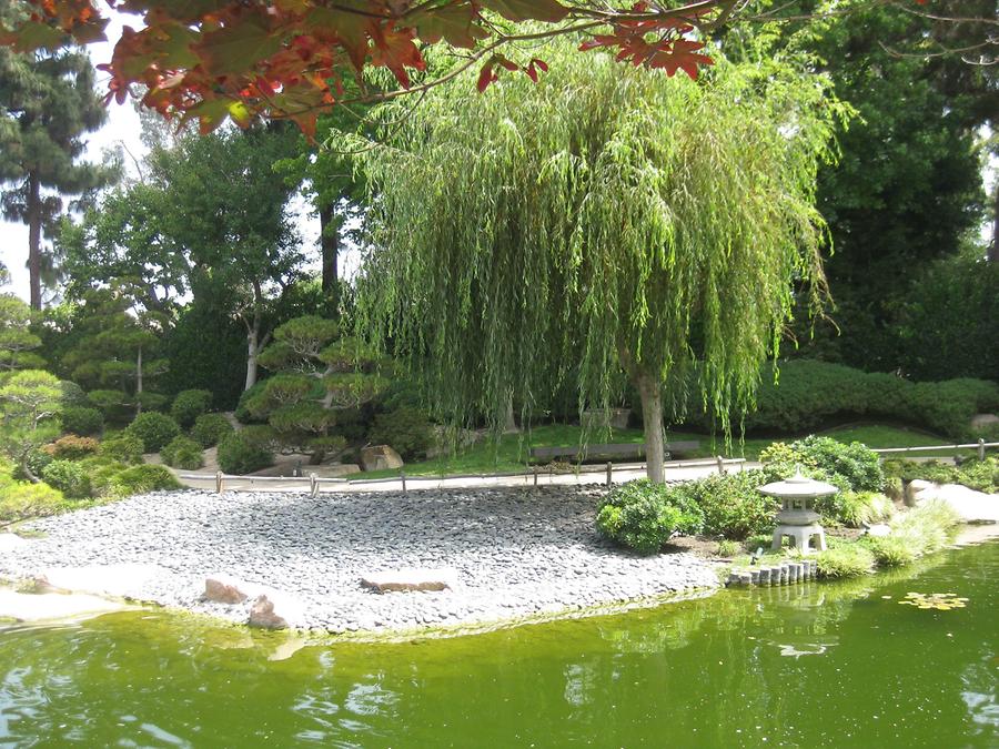 LA MA Long Beach Earl Burns Miller Japanese Garden CSULB