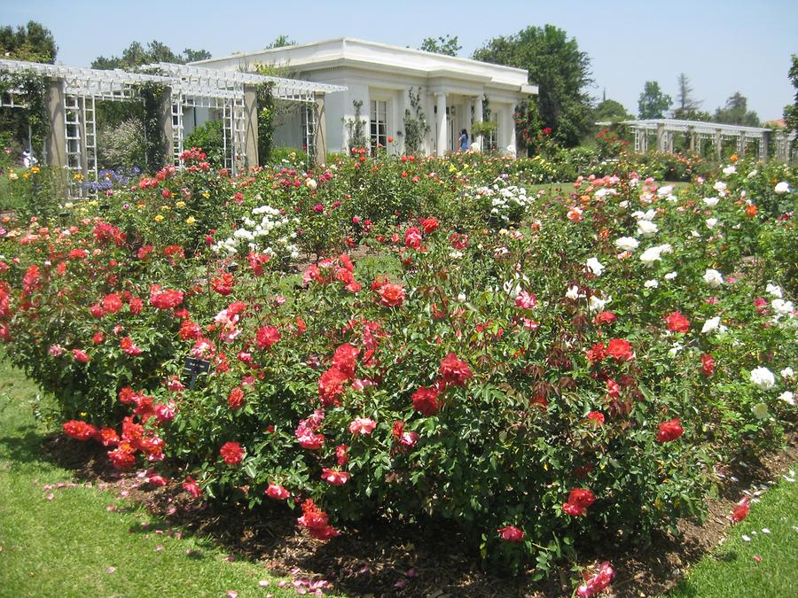 LA MA San Marino The Huntington Rose Garden