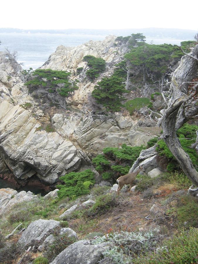 Big Sur Point Lobos