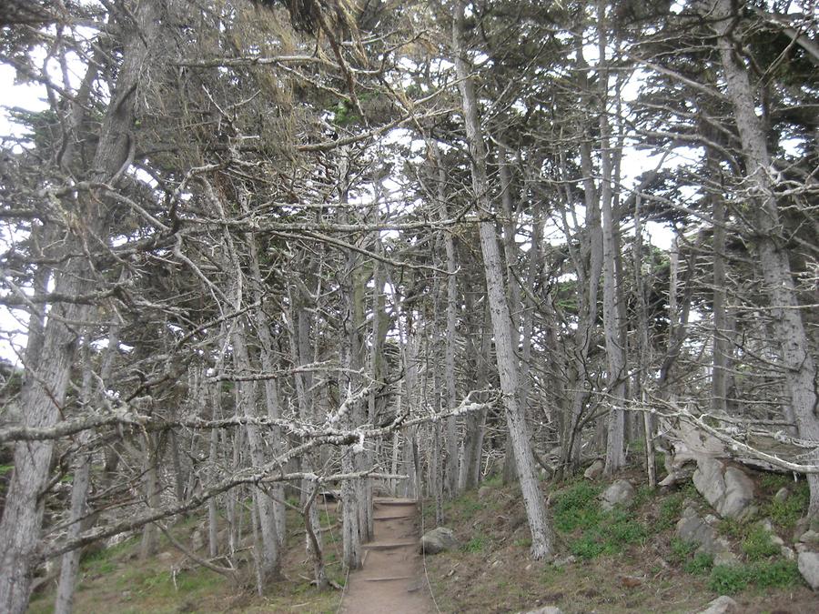 Big Sur Point Lobos