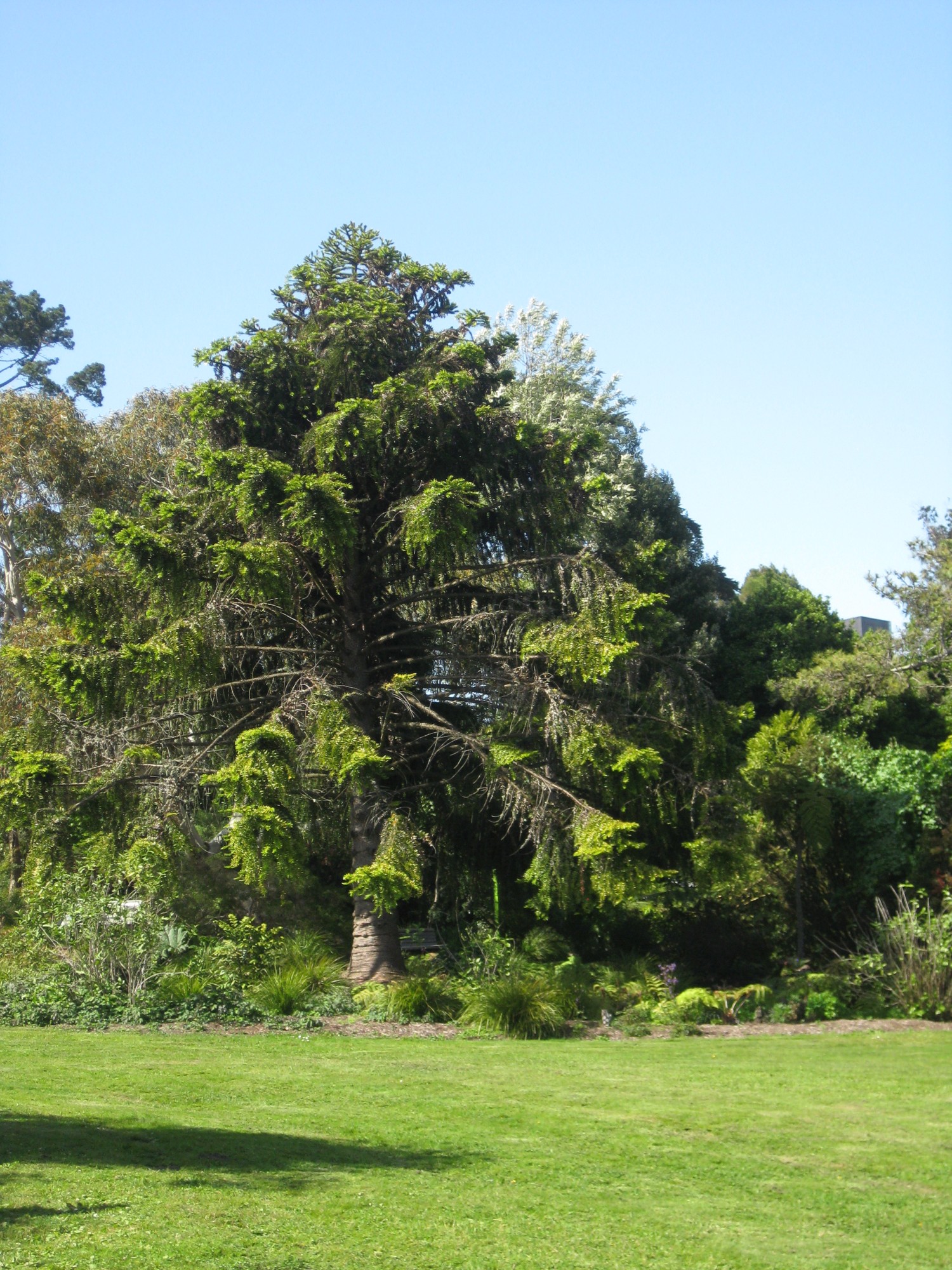 San Francisco Golden Gate Park Botanical Garden 3 California