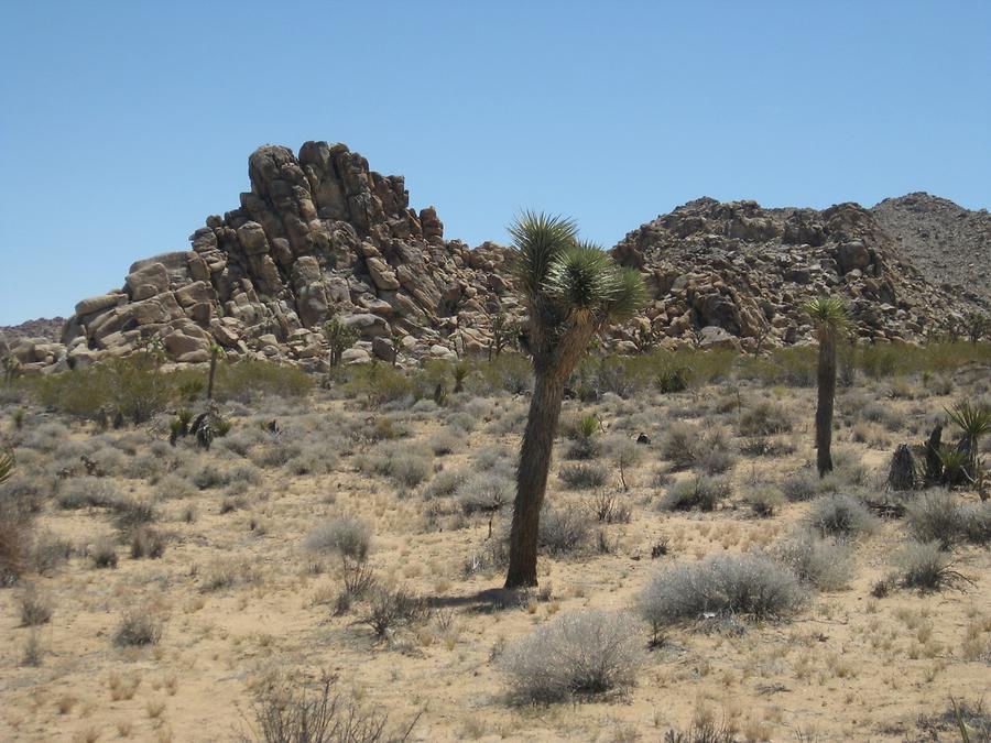 Joshua Tree National Park