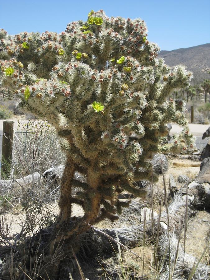 Joshua Tree National Park